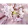 KOMAR Vlies Fototapete - Pink Blossom - Größe 248 x 184 cm, rosa, B:248m H:184m, Vlies, Tapeten