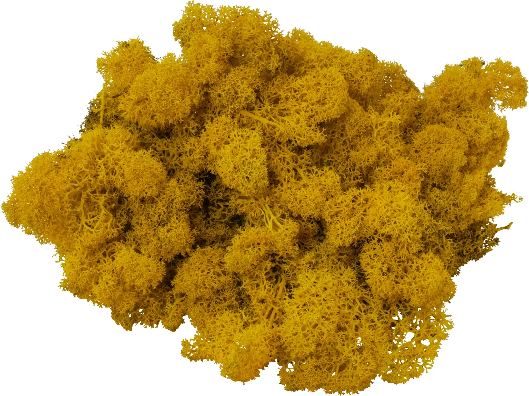 Rentier Moos 1kg Premium gelb
