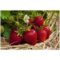 Pflanzen Für Dich Fragaria vesca Ostara Walderdbeere, rot, ca.