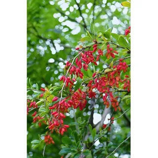 Pflanzen Für Dich Berberis vulgaris 40–60 cm