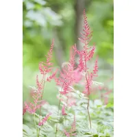 Pflanzen Für Dich Astilbe glaberrima 'Sprite', Prachtspiere ca. 9x9