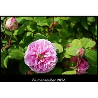 Vero Kalender Blumenzauber 2026 Fotokalender DIN A3 von Tobias