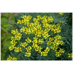 Ruta graveolens, Weinraute, aromatisch, ca. 9x9 cm Topf