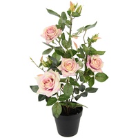 Flair Flower Rosenbusch im Topf rosa