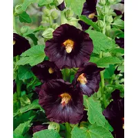 Pflanzen Für Dich Alcea rosea Spotlight-Series 'Blacknight', p 0,5