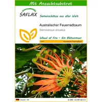 SAFLAX - Australischer Feuerradbaum - 20 Samen - Mit