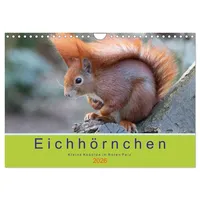 Calvendo Eichhörnchen - Kleine Kobolde im Roten Pelz (Wandkalender