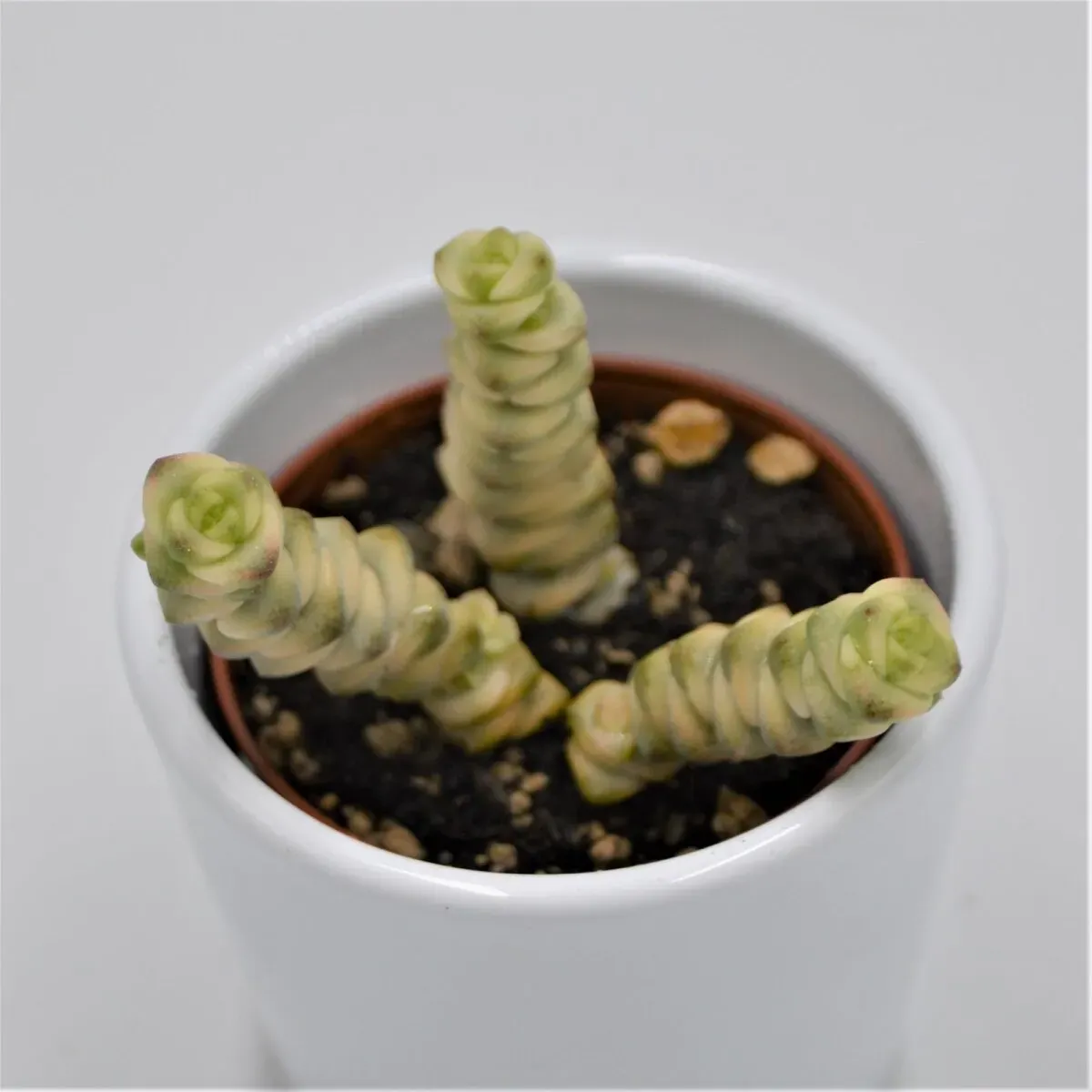 Crassula Fantasy - 6cm