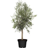 Pflanzen Olivenbaum Olea Europaea H ab 160 cm 35 L Container