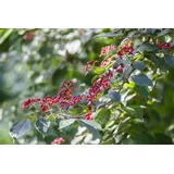 pflanzen-für-dich.de - Wolliger Schneeball, Viburnum lantana C 60- 100