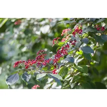 pflanzen-für-dich.de - Wolliger Schneeball, Viburnum lantana C 60- 100