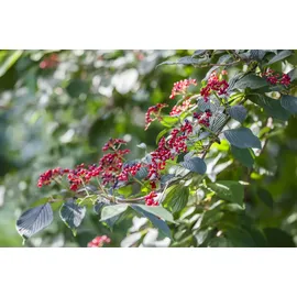 pflanzen-für-dich.de - Wolliger Schneeball, Viburnum lantana C 60- 100