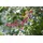 pflanzen-für-dich.de - Wolliger Schneeball, Viburnum lantana C 60- 100