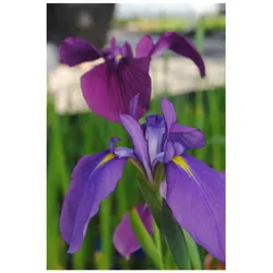 Iris ensata, Japanische Sumpf-Schwertlilie, ca. 9x9 cm Topf