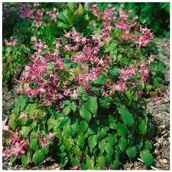 Epimedium grandiflorum 'Rubinkrone', Elfenblume, ca. 9x9 cm Topf