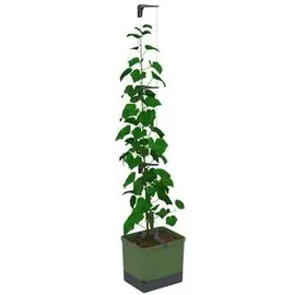 Gusta Garden Curt Cucumber Gurkentopf 35 x 138 x 28 cm dunkelgrün