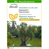 SAFLAX - - 10 Samen - Mit keimfreiem Anzuchtsubstrat - Beaucarnea recurvata