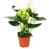 EXOTENHERZ Flamingoblume Sierra White" weiss Anthurium andreanum 14cm