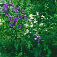 Pflanzen Für Dich Campanula trachelium f.alba, Nesselblättrige Glockenblume, ca.