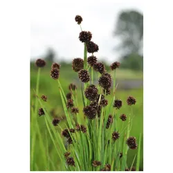 Juncus ensifolius, Schwert-Simse, ca. 9x9 cm Topf