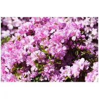 Pflanzen Für Dich Rhododendron obtusum 'Negligé', Azalee, rosa Blüten,