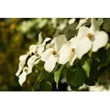 Pflanzen Für Dich Cornus Kousa Chinensis Chinesischer Blumen-Hartriegel 80–100 cm