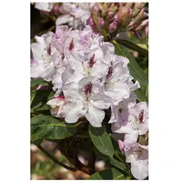 Pflanzen Für Dich Rhododendron Hybr. 'Gudrun', Rhododendron, 30–40 cm,