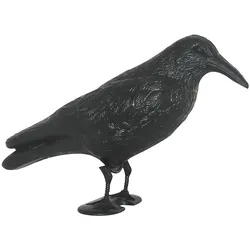 Möwenschreck Krähe