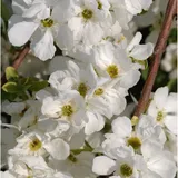 Kleine Prunkspiere The Bride 80-100cm - Exochorda macrantha