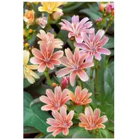 Pflanzen Für Dich Lewisia longipetala 'Little Plum', rosa Blüten,