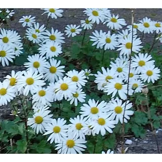 die nr-01.de Grönland Margerite - Dendranthema arcticum