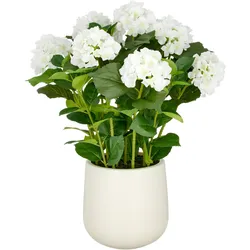 CREATIV green künstliche Pflanze Hortensien Arrangement im Topf, 70cm, weiß