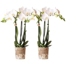 Kolibri Orchids COMBI DEAL von 2 weißen Phalaenopsis Orchideen Amabilis Topfgröße 9cm