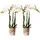 Kolibri Orchids COMBI DEAL von 2 weißen Phalaenopsis Orchideen Amabilis Topfgröße 9cm