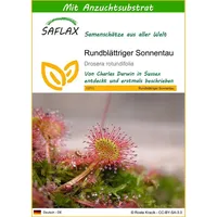 SAFLAX - Rundblättriger Sonnentau - 50 Samen - Mit