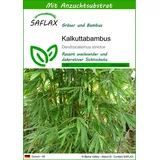 SAFLAX - Gräser-Bambus-Kalkuttabambus - 50 Samen - Mit keimfreiem Anzuchtsubstrat - Dendrocalamus strictus