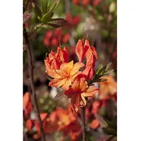 Pflanzen Für Dich Rhododendron luteum 'Rumba', gelb-rot, 30–40 cm