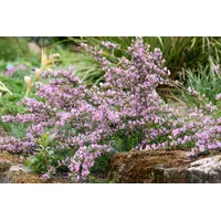 Pflanzen Für Dich Cytisus purpureus Purpur-Ginster, 20-30 cm