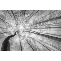 Fototapete PAPERMOON "Photo-Art TOM PAVLASEK, FRÜHLINGSKRONE DER BÄUME", bunt, B:4,50m L:2,80m, Vlies, Tapeten