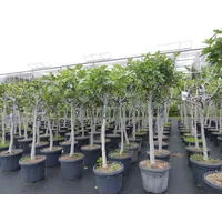 gruenwaren jakubik Feigenbaum 180 cm Stammumfang 14 - 20 cm, winterhart, kräftiger Stamm, Ficus Carica, Feige, Obst
