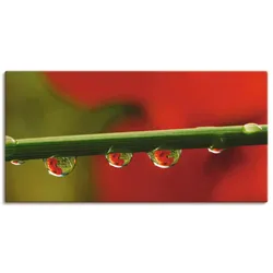 Leinwandbild ARTLAND "Mohnblüten, Wassertropfen", rot (farbe bild(er): rot), B:100cm H:50cm, Canvas, Leinwand, Bilder, auf Keilrahmen gespannt