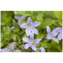 Campanula lactiflora, Glockenblume, ca. 9x9 cm Topf