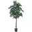 Europalms Bougainvillea, lavendel, 150cm