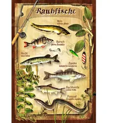 Blechschild (Raubfische)