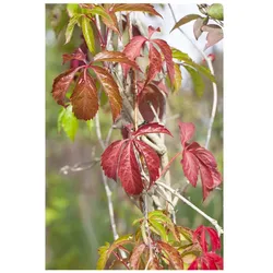 Parthenocissus quinquefolia 'Engelmannii', Wilder Wein, 150–200 cm