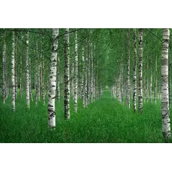 Fototapete PAPERMOON "Photo-Art CHRISTIAN LINDSTEN, DER TUNNEL", bunt, B:5,00m L:2,80m, Vlies, Tapeten