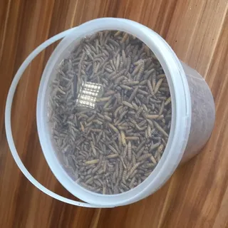 SOLDATENFLIEGENLARVEN (Hermetia Illucens - Black Soldier Flay) im 5 Liter Eimer