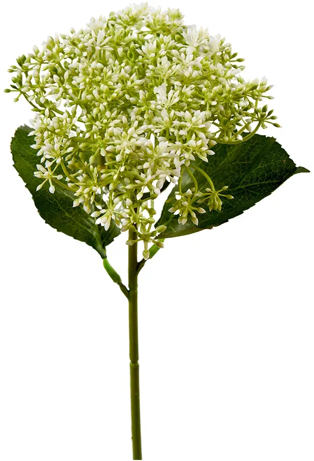 Hortensien Knospen 30cm mit Blättern creme