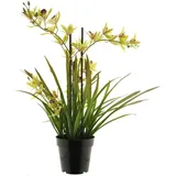 Kunstorchidee Kunstblume Cymbidum Orchidee XINGUI, grün-rot, 70 cm Orchidee (Orchidee cymbidium), artplants grün