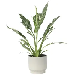 Plant in a Box Einblatt - Spathiphyllum Diamond Höhe 40-50cm